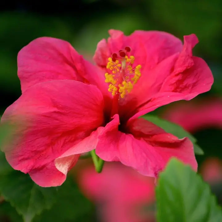 Aloha 'aina - Hibiscus Passion Body Lotion